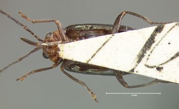 Media type: image; Entomology 18441   Aspect: habitus ventral view